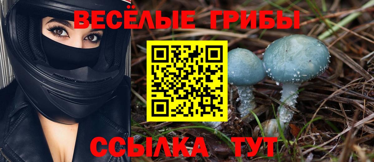 Псилоцибиновые грибы Psilocybe Ялуторовск